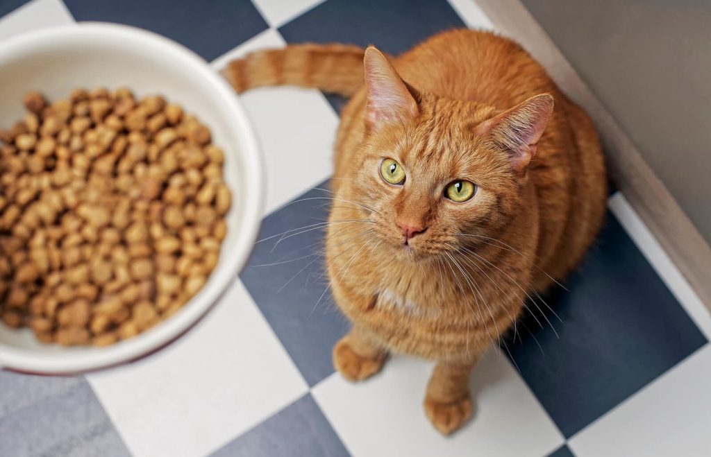 به گربه هایی که مشکل گوارشی دارند چه غذایی بدهیم؟