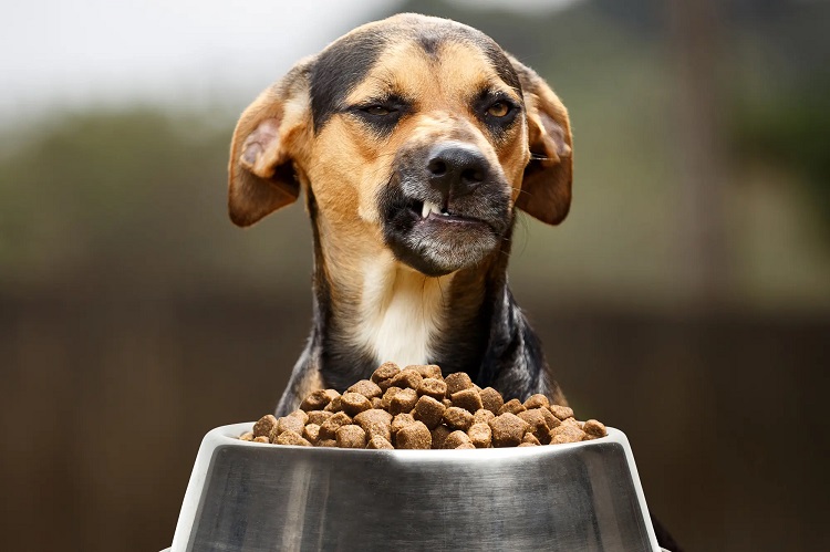 بهترین روش‌ها برای عادت دادن سگ به غذای خشک