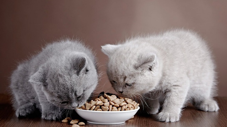 تفاوت غذای خشک گربه بالغ و بچه گربه