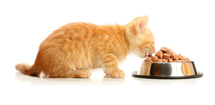 چه زمانی غذای خشک گربه بالغ تهیه کنیم و چه زمانی غذای بچه گربه؟