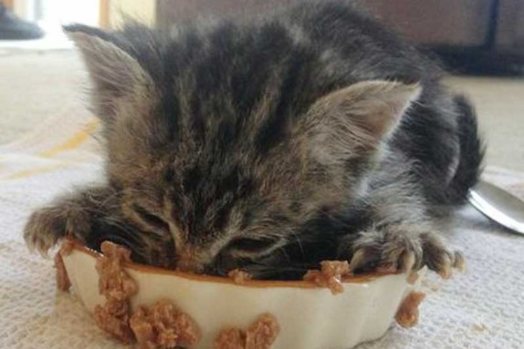 نیازهای تغذیه‌ای بچه گربه