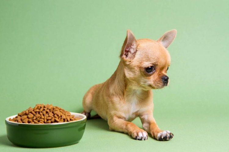 نحوه ایجاد عادت غذای خشک در سگ