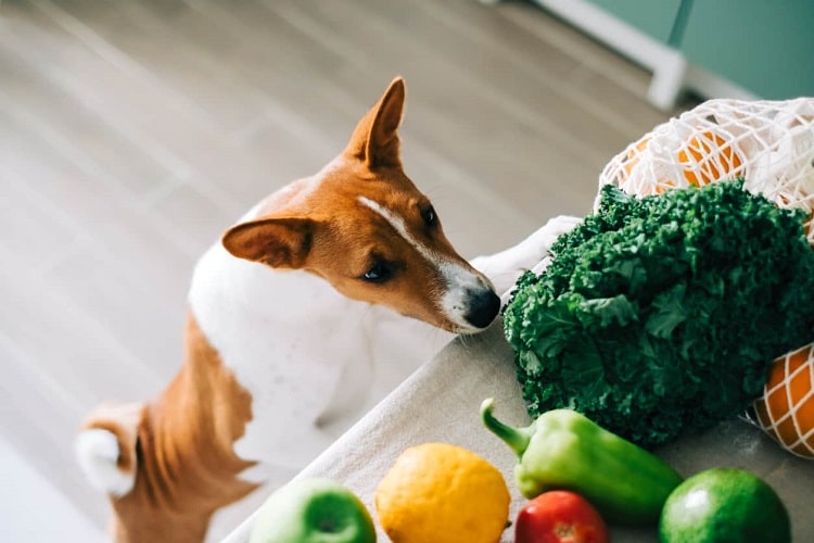 بهترین گیاهان و ادویه‌جات برای تغذیه سگ در تابستان