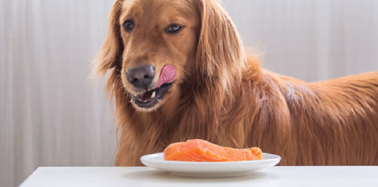 بهترین پروتئین‌ها برای غذای سگ در تابستان