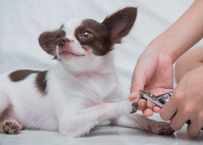 چند نکته مهم در مورد کوتاه کردن ناخن سگ