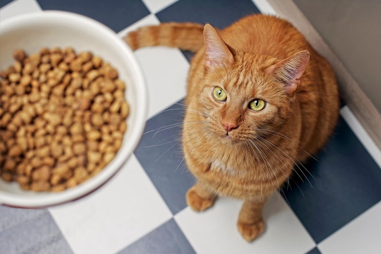 اهمیت تغذیه سالم و کامل در گربه‌ها
